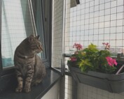 Zabezpečenie atypického balkóna pre mačky – bezpečie bez kompromisov 3