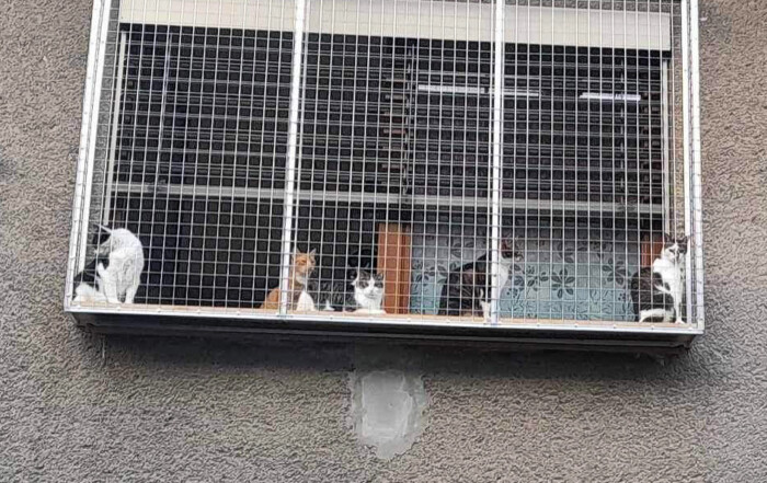 Box na okno pre mačky – bezpečný výbeh aj bez balkóna